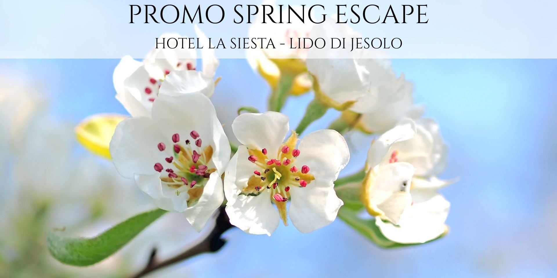 Spring escape La Siesta